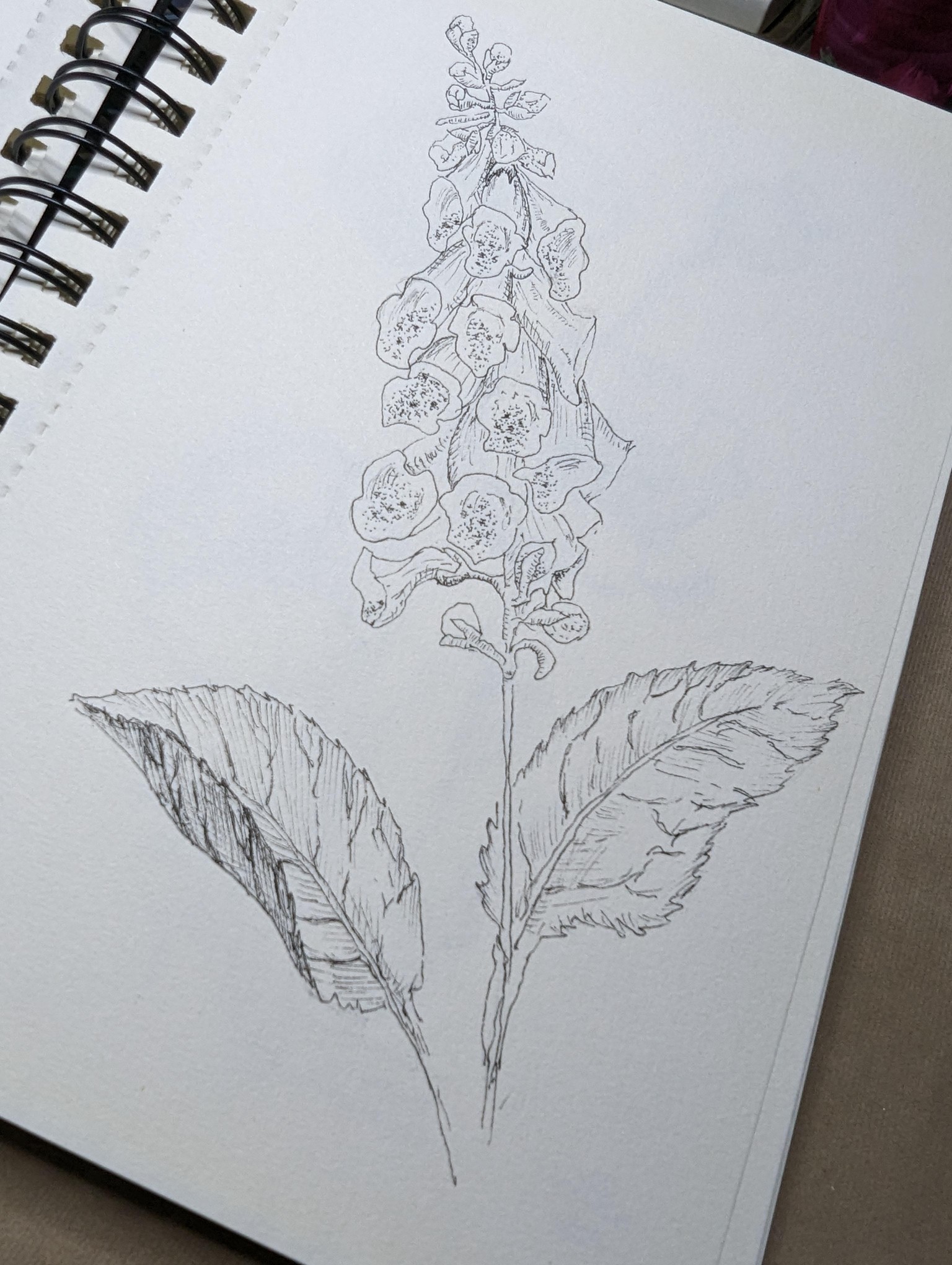 Botanical illustrations - image 1 - student project