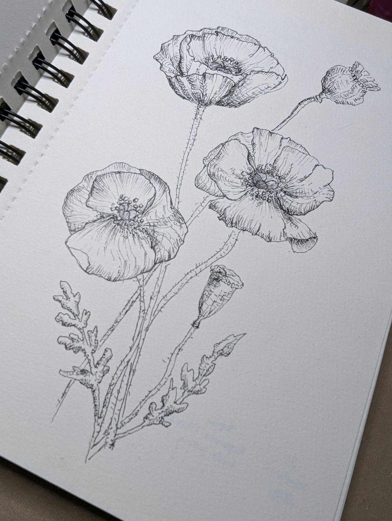 Botanical illustrations - image 2 - student project