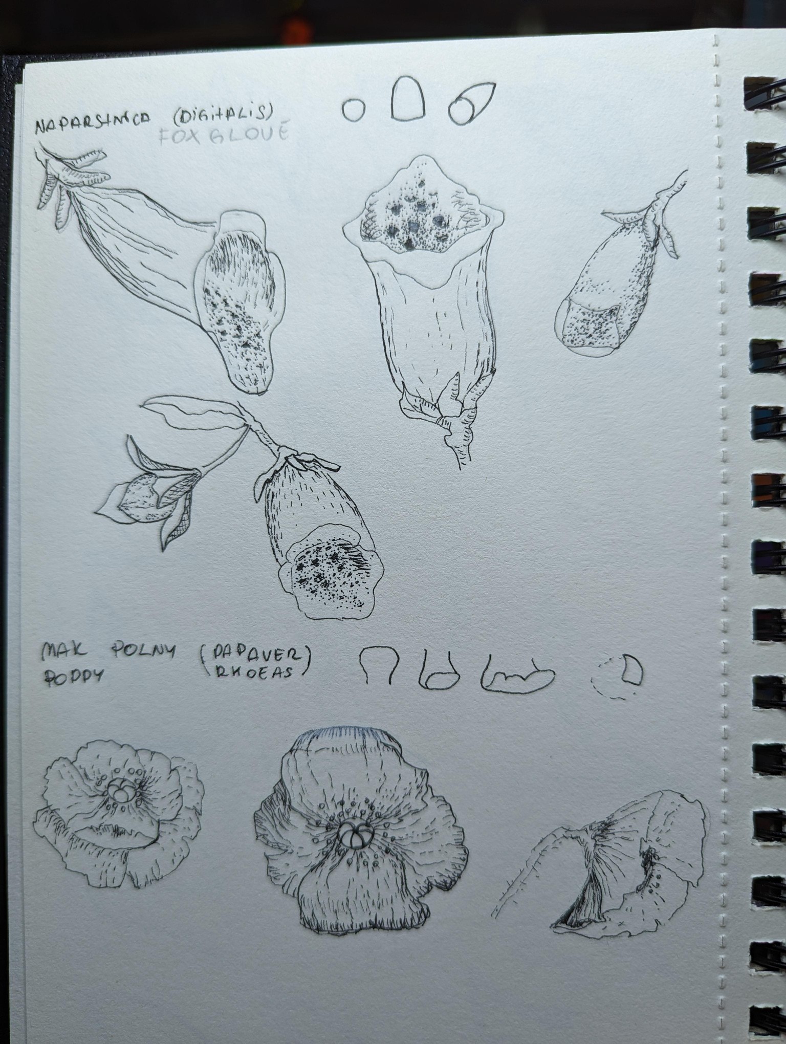 Botanical illustrations - image 5 - student project