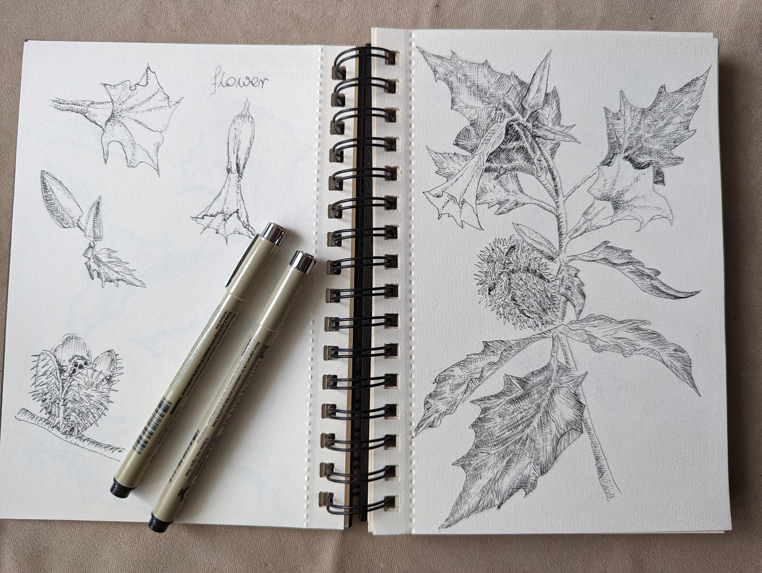 Botanical illustrations - image 1 - student project