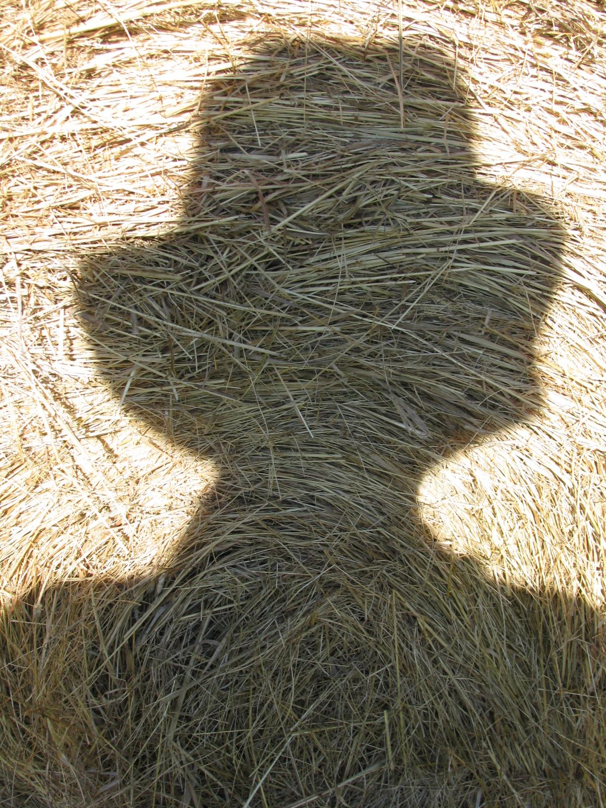 Assignments for Perfect Photo Composition - image 8 - student project