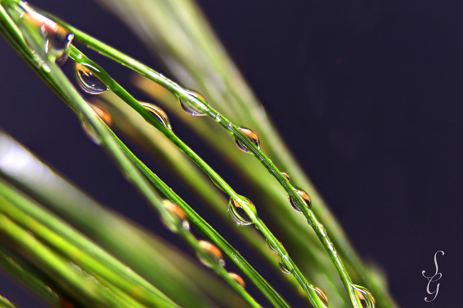 Pine Needles - image 4 - student project