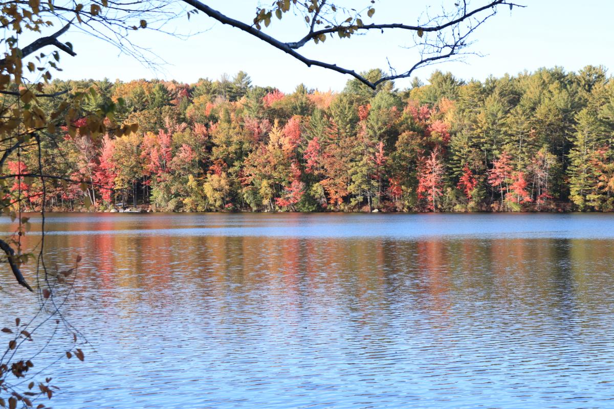 Foliage Edit - image 2 - student project