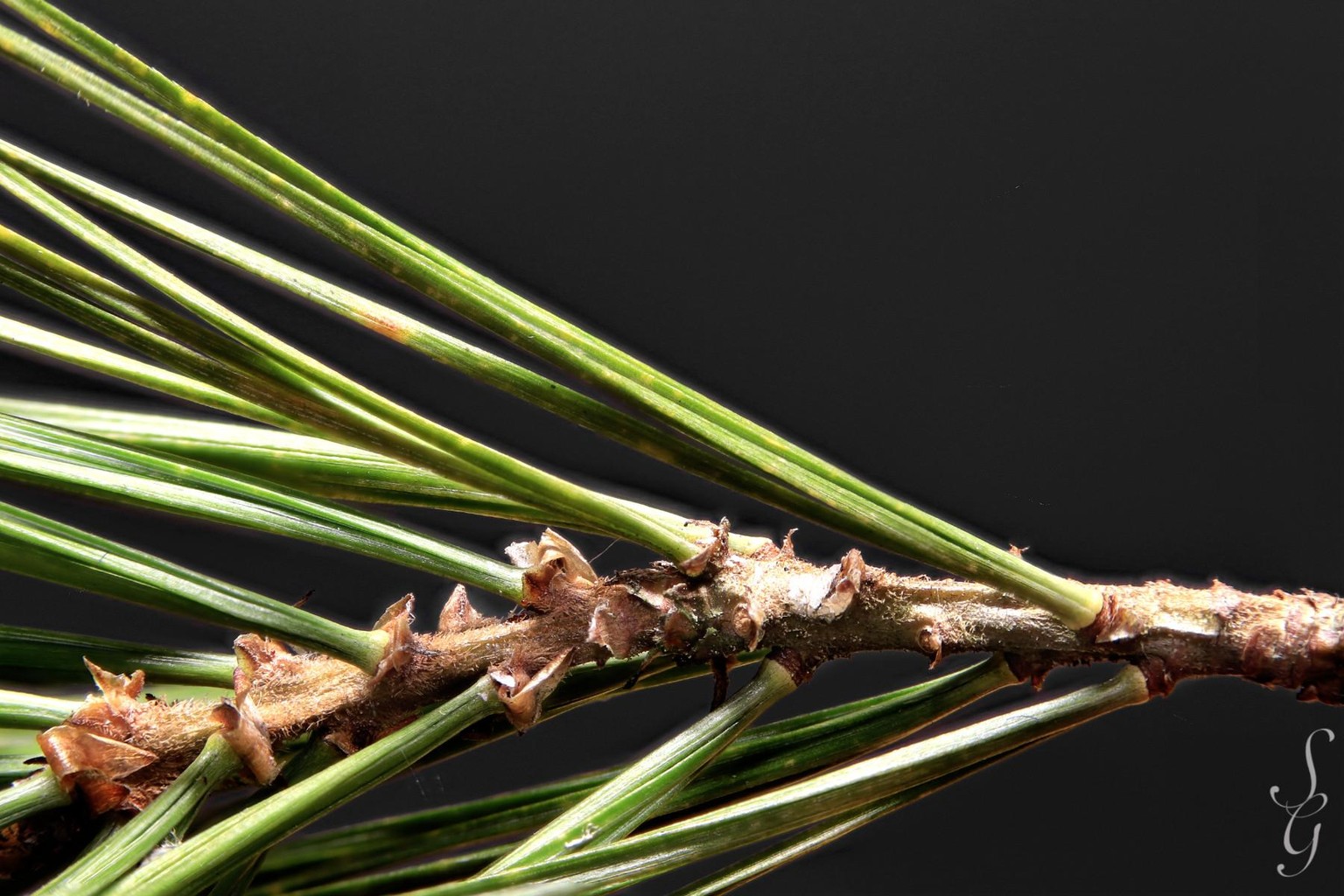 Pine Needles - image 3 - student project