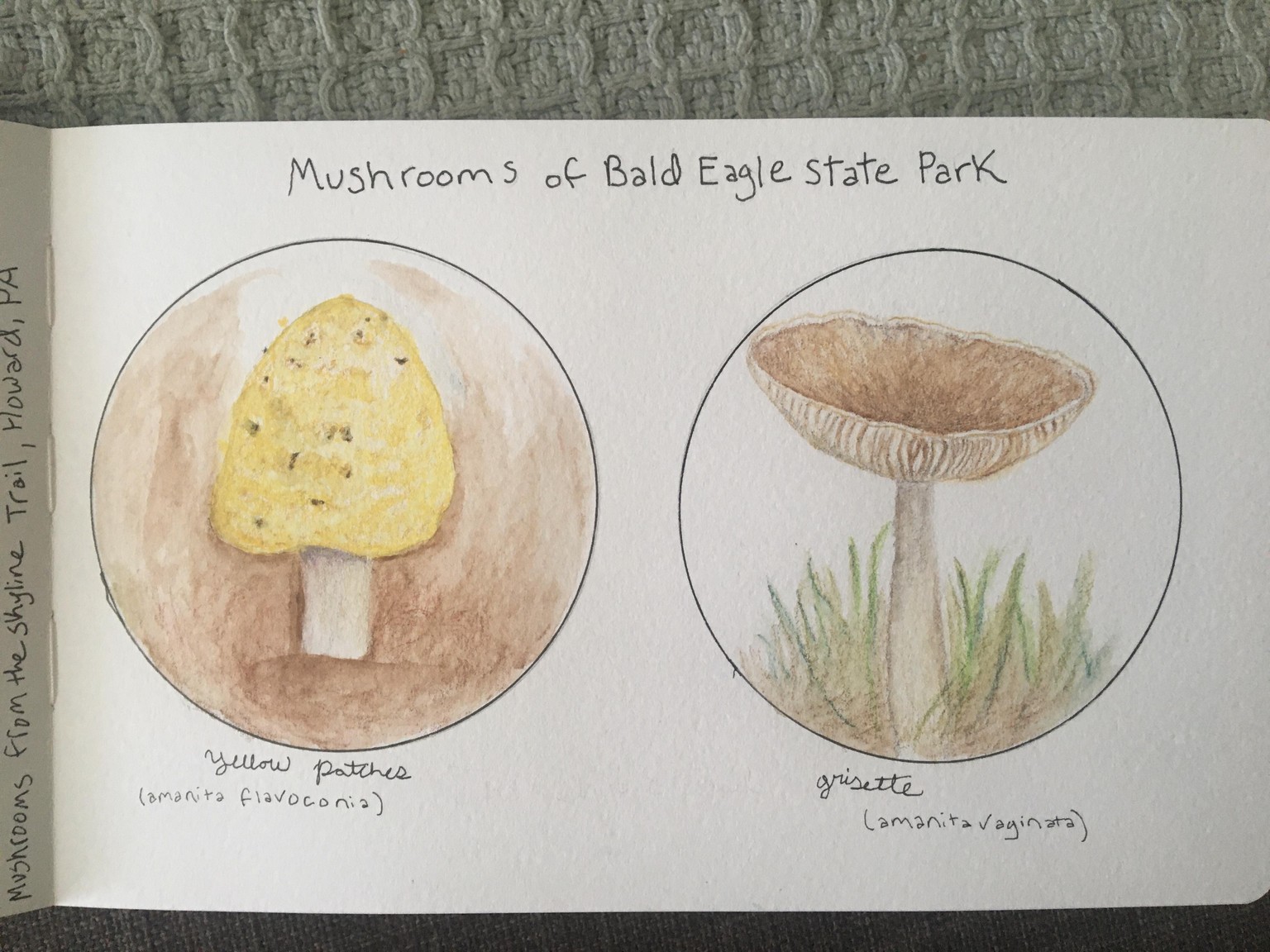 Mushrooms - image 1 - student project