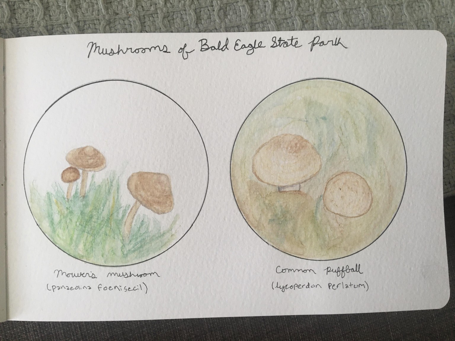 Mushrooms - image 2 - student project