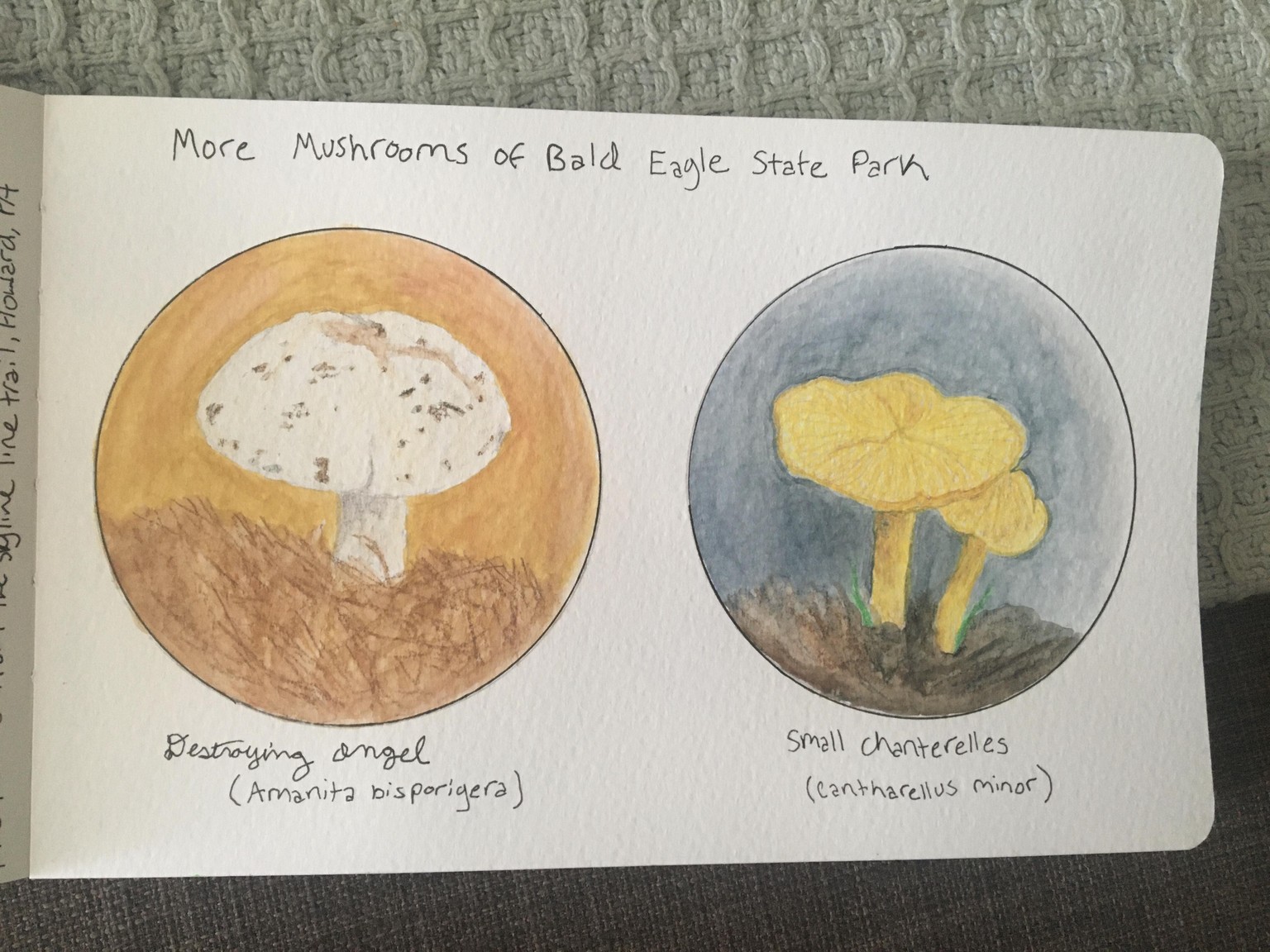 Mushrooms - image 3 - student project