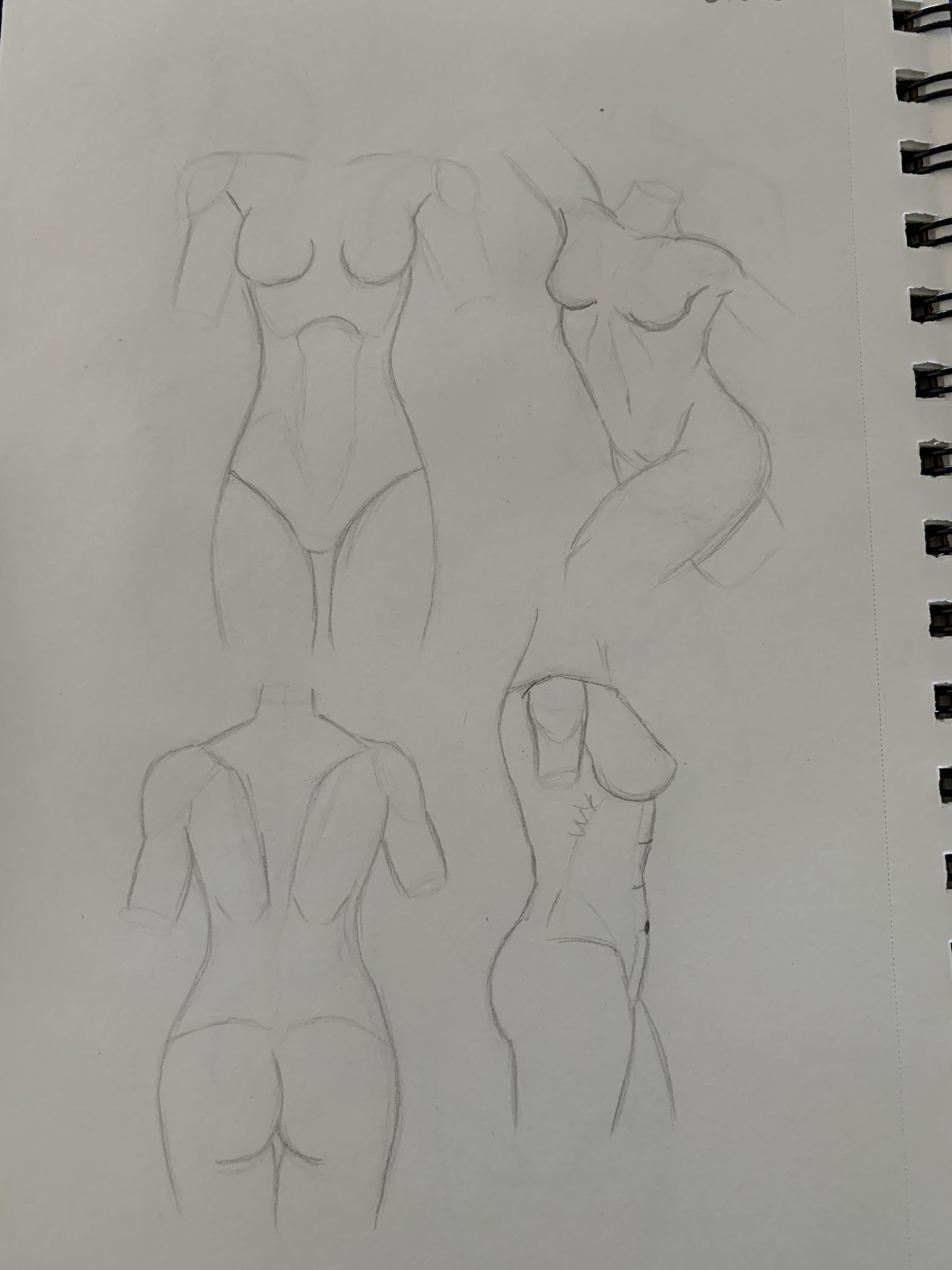 Torso Anatomy Project - image 4 - student project