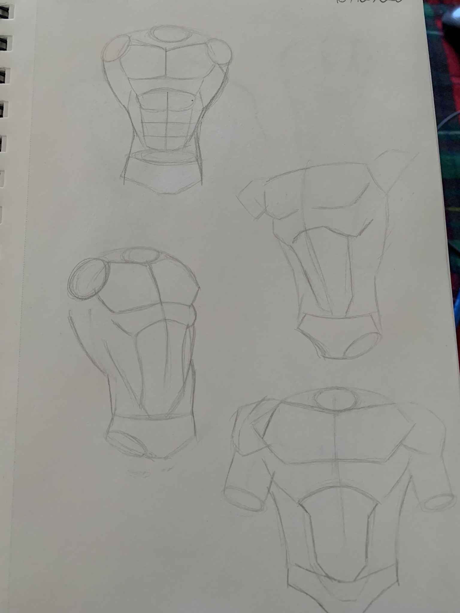 Torso Anatomy Project - image 1 - student project