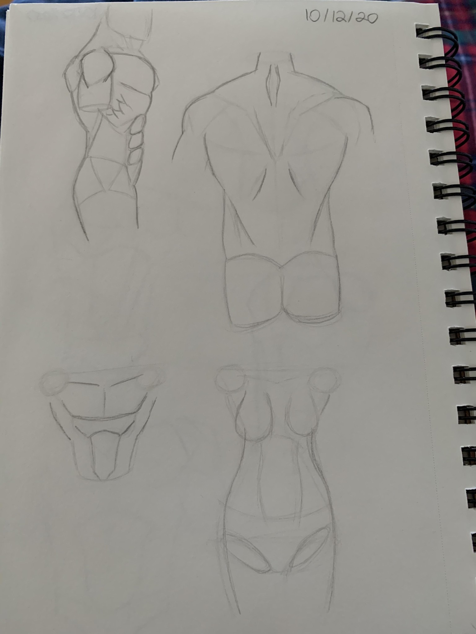 Torso Anatomy Project - image 2 - student project