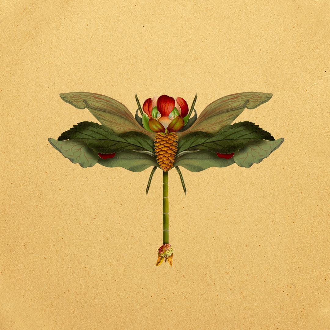 Botanical Creatures - image 1 - student project