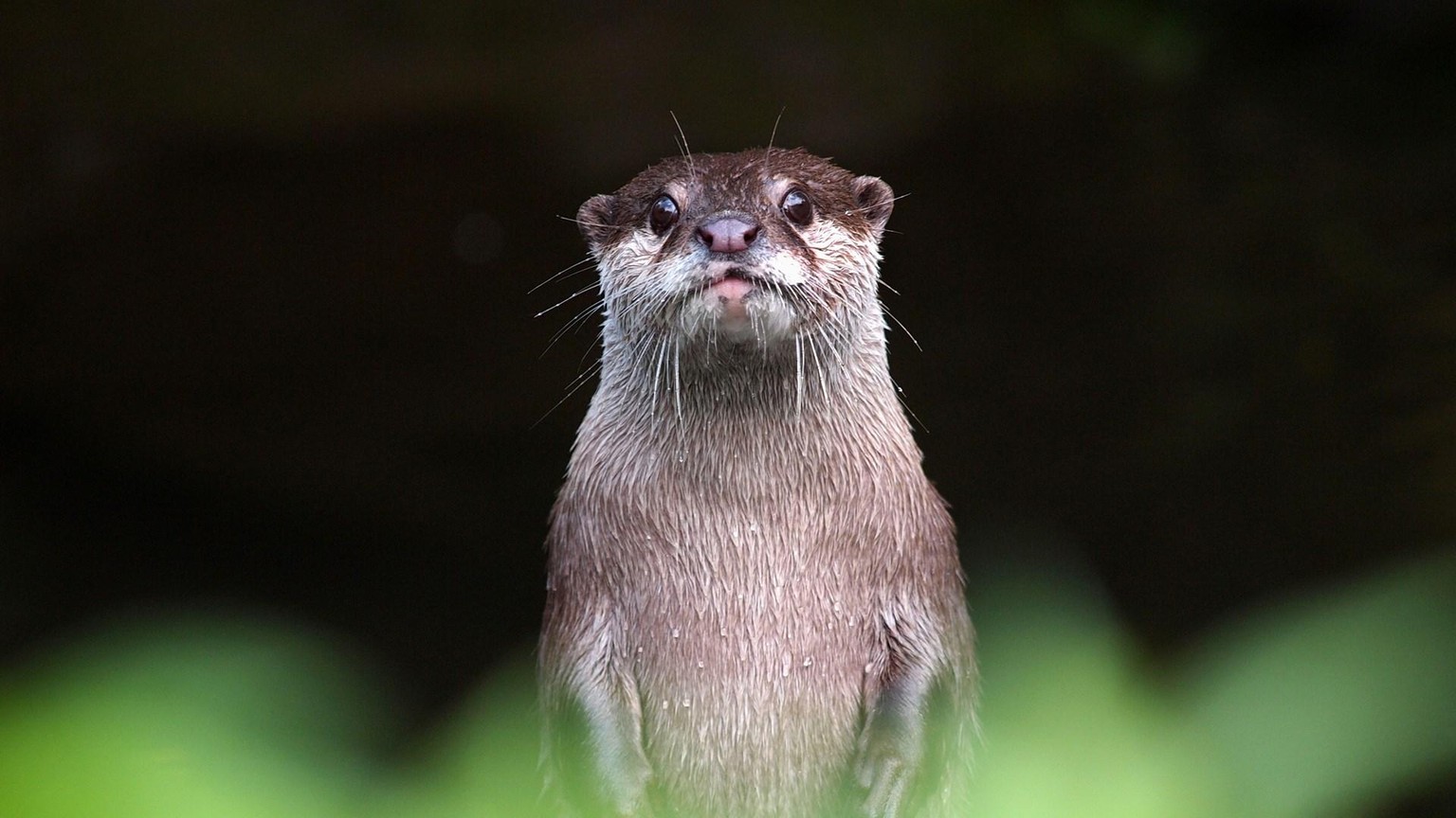 Otter - image 2 - student project