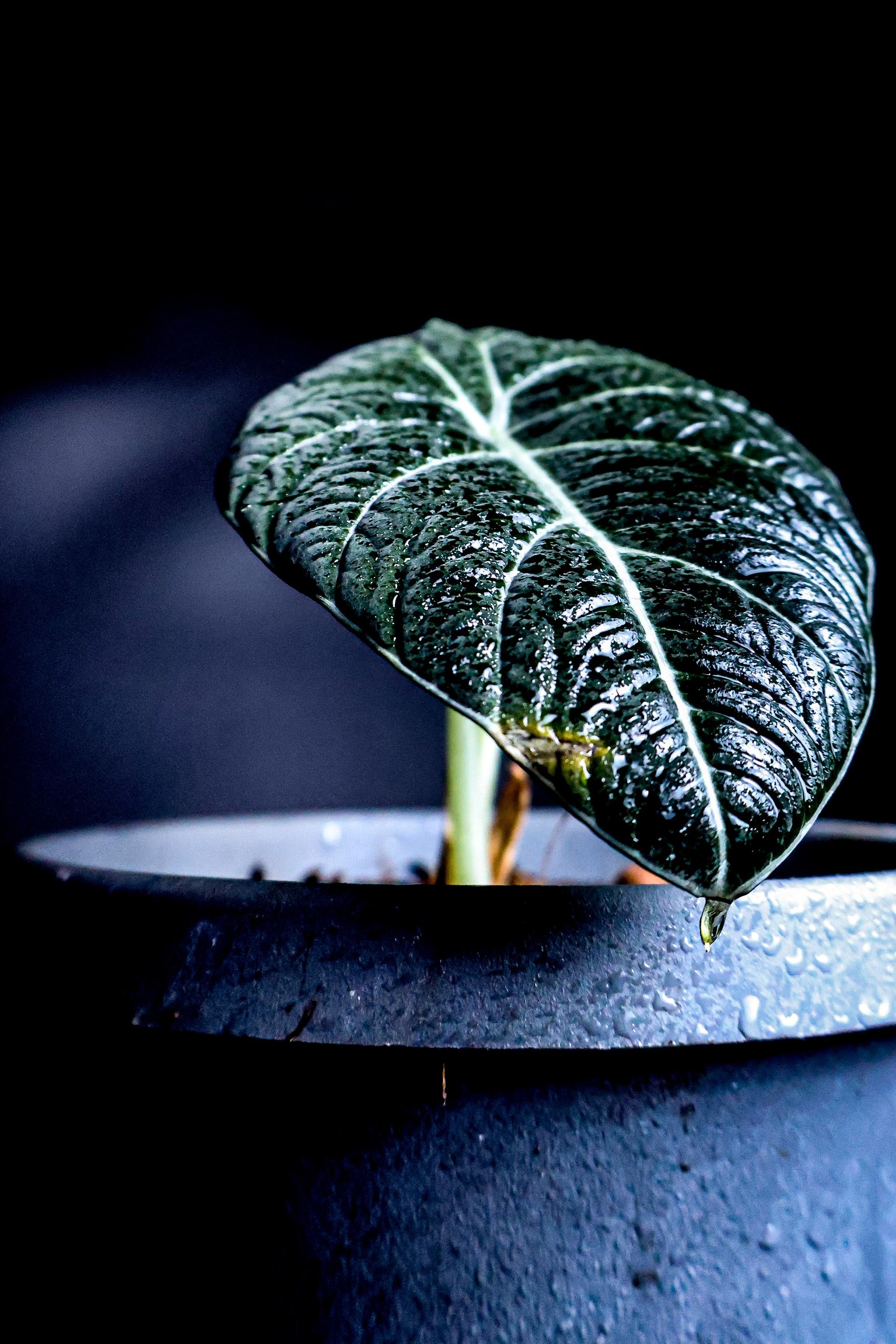 Macro Plant - image 1 - student project
