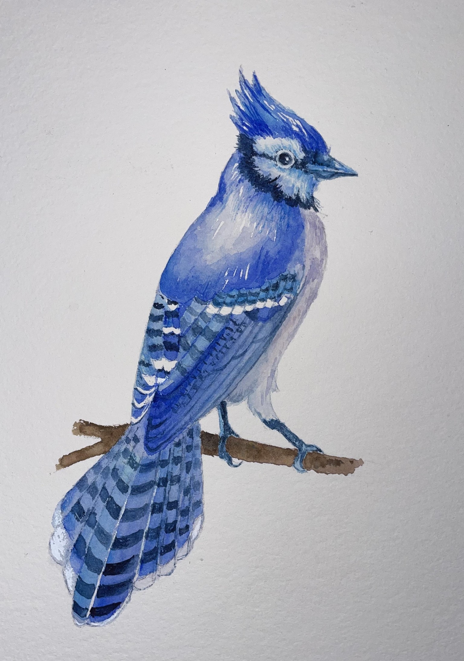 Blue jay - image 1 - student project