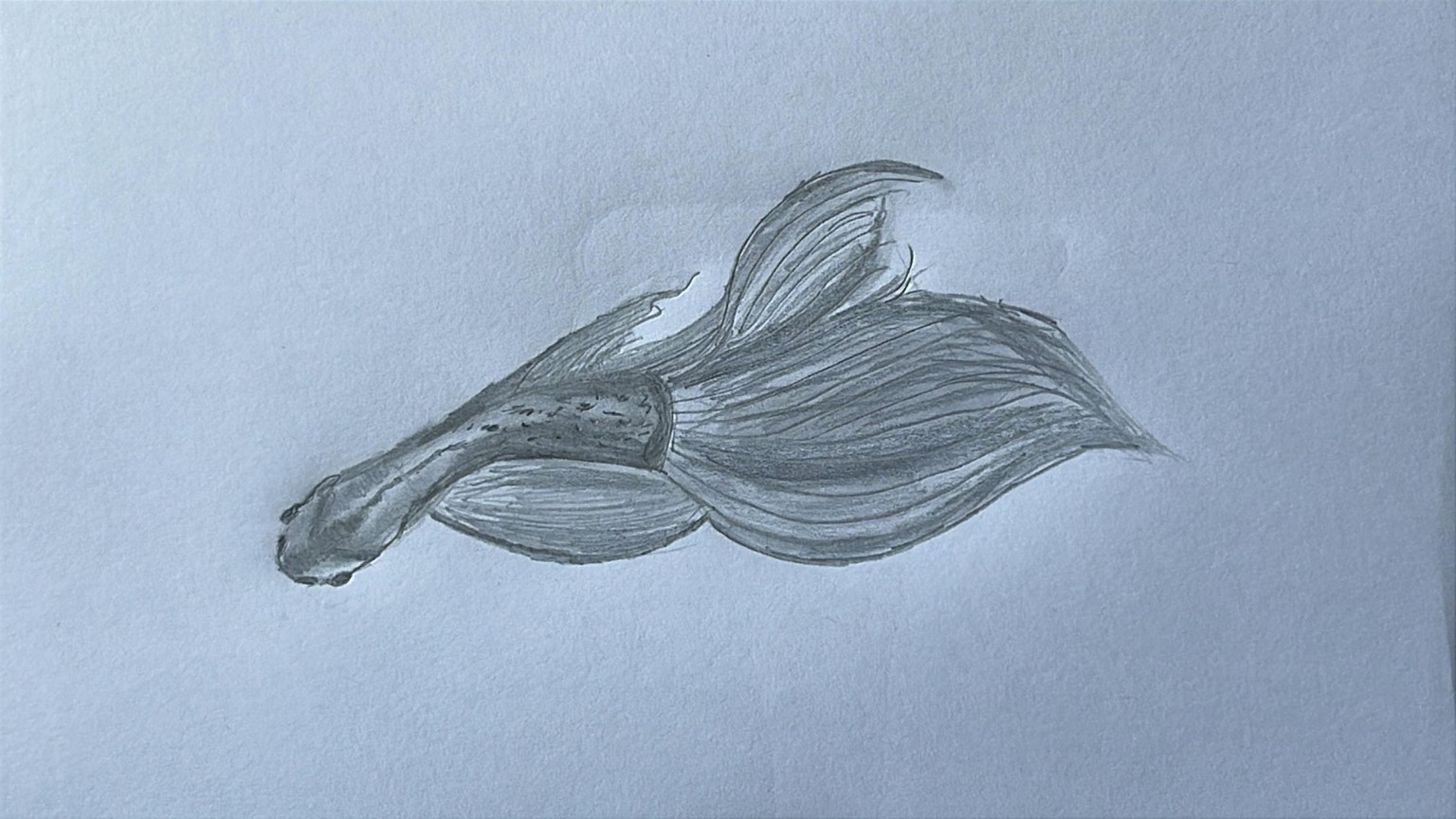 HOW TO DRAW… great course ! - image 4 - student project