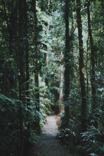 Cool Forest photos - image 2 - student project