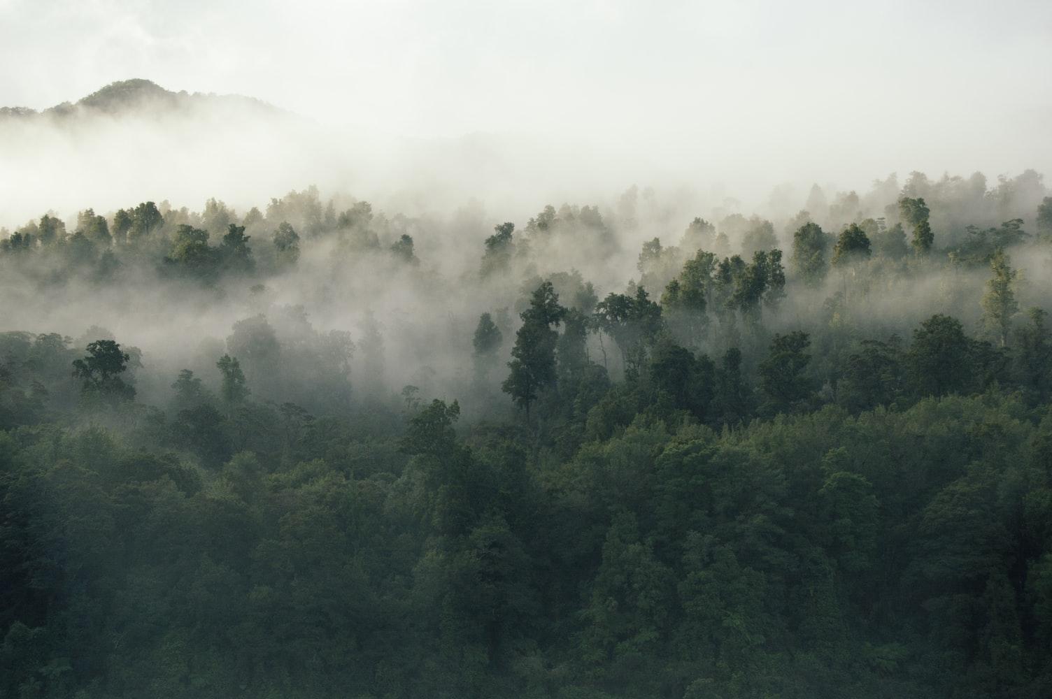 Cool Forest photos - image 1 - student project