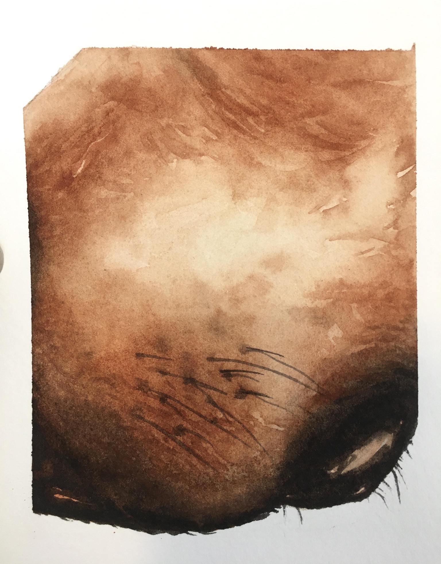 Fur Textures - In Progress - image 3 - student project