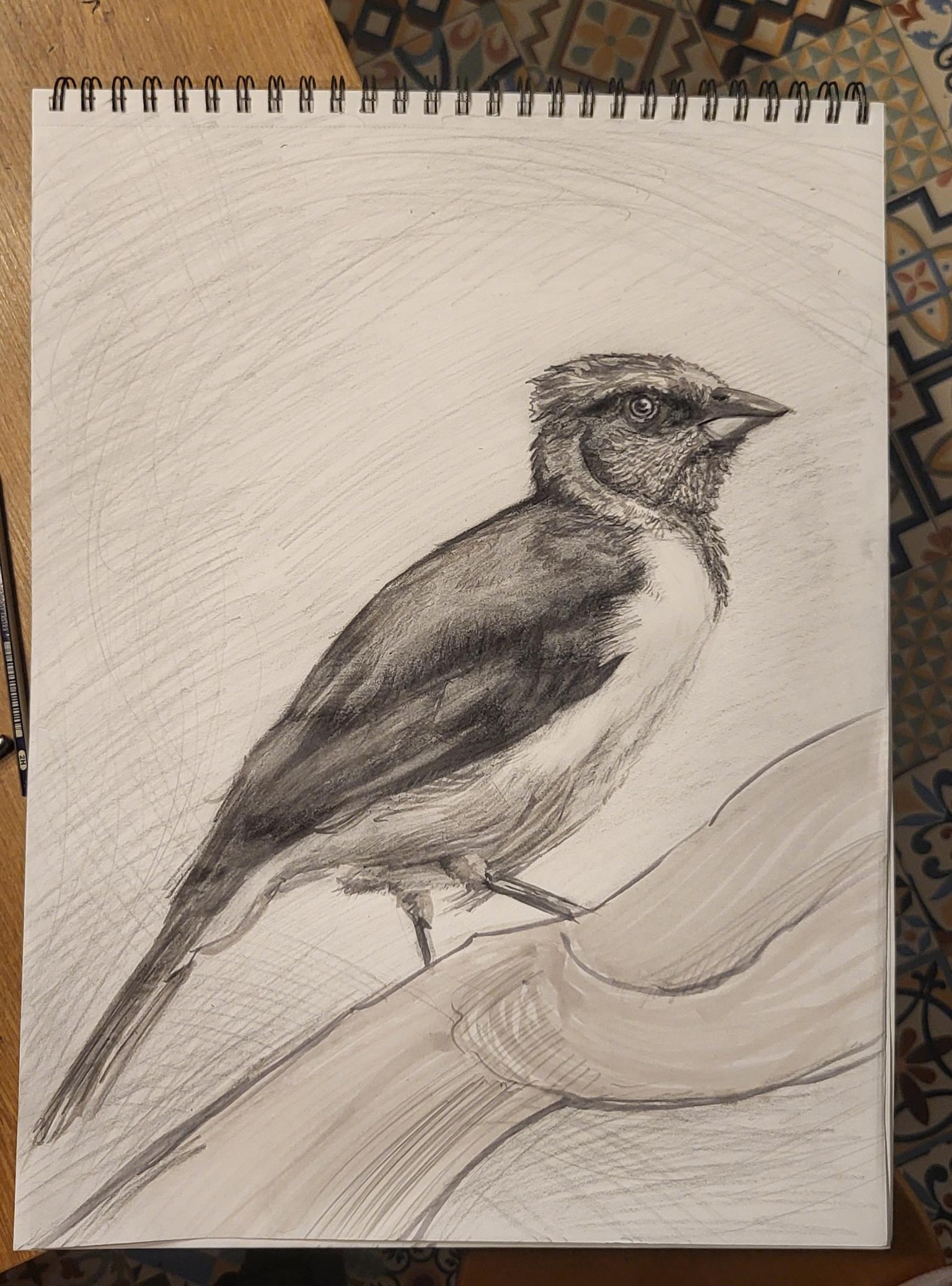 Cardinal study - image 3 - student project