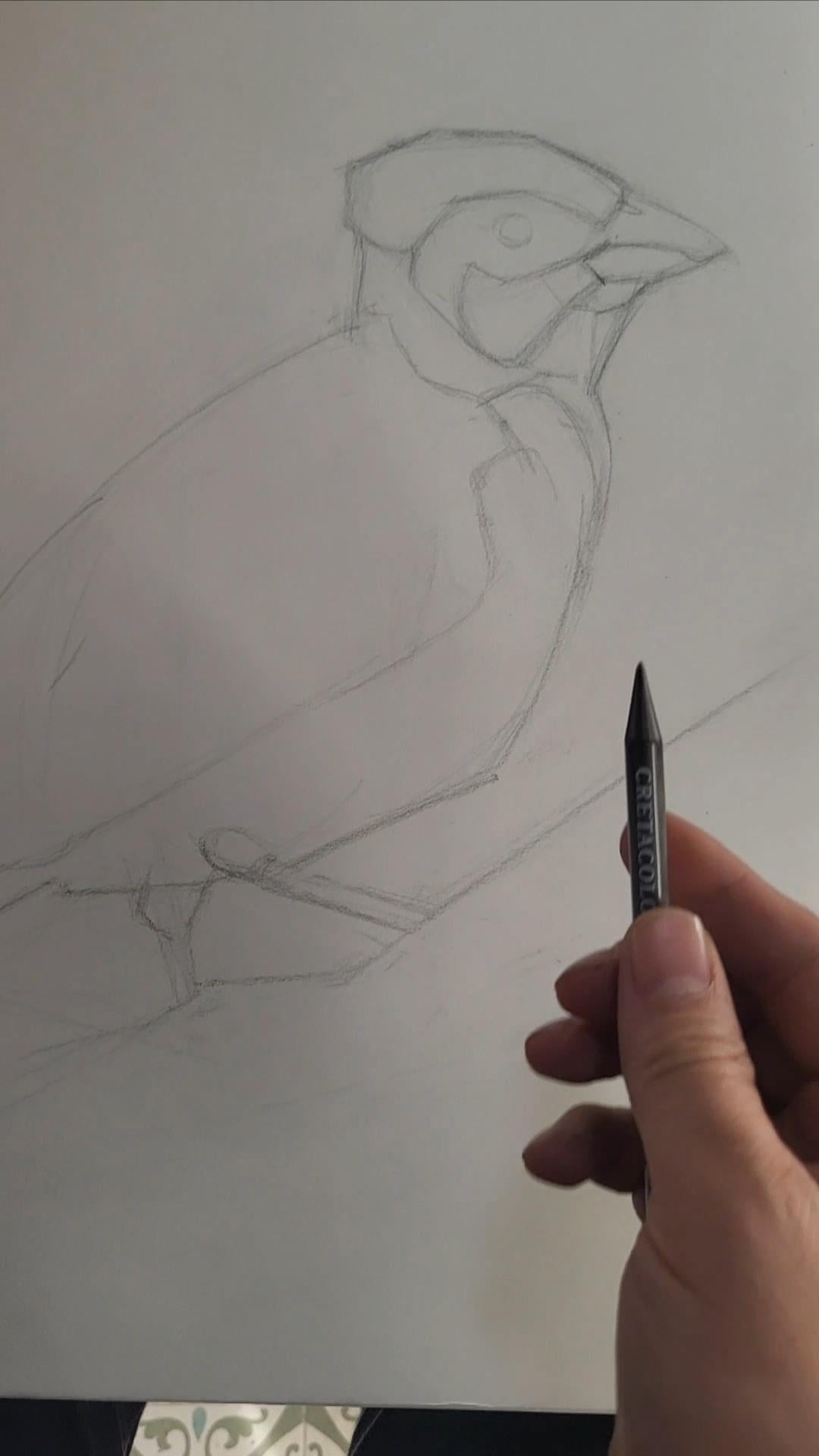 Cardinal study - image 1 - student project
