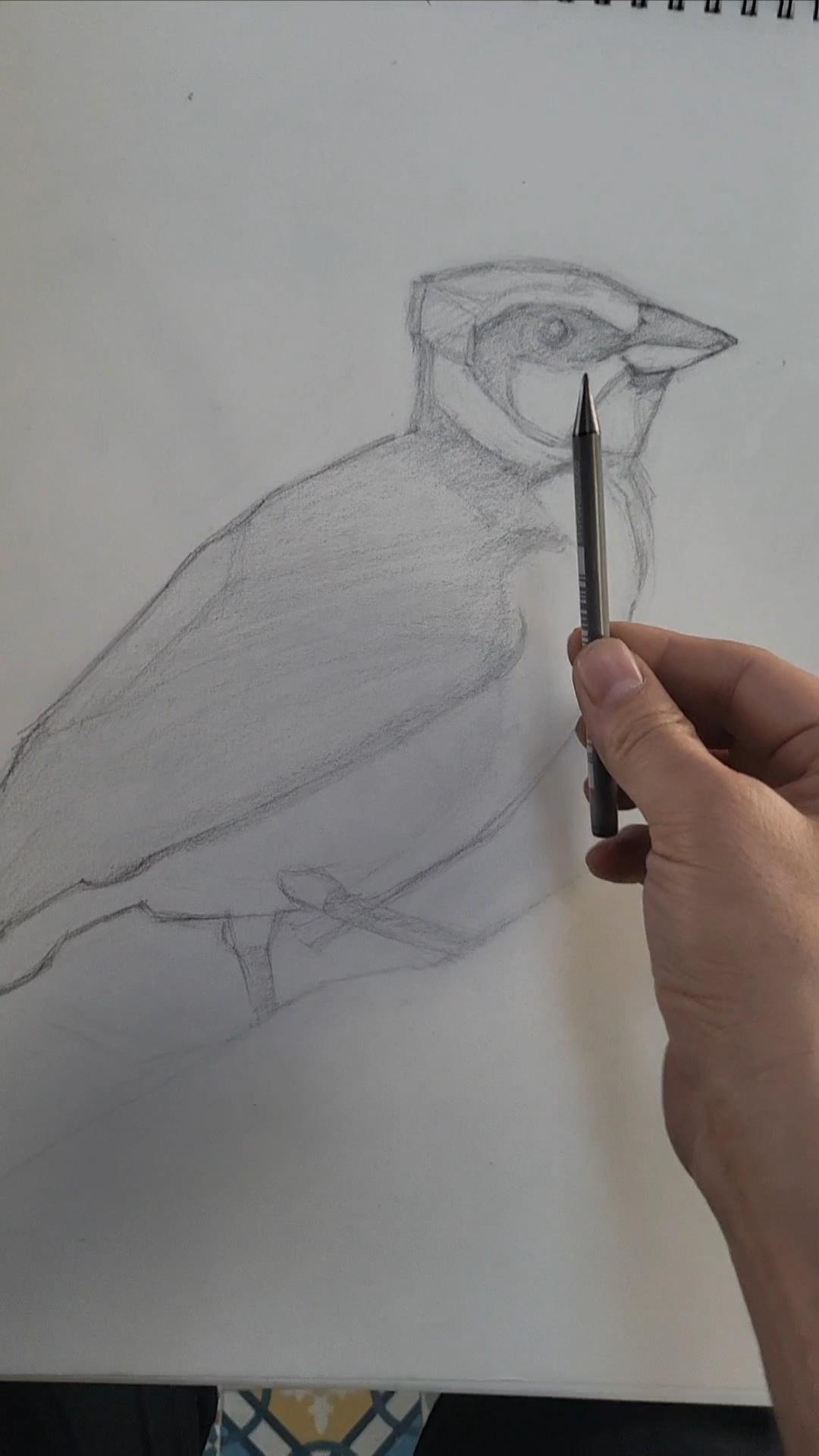 Cardinal study - image 2 - student project