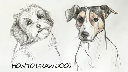 How To Draw A Puppy Dog with #2 HB Pencil 