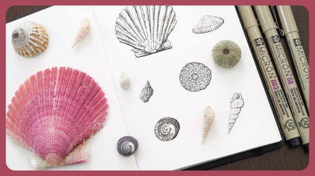 Draw and Shade Seashells with Ink Pens | Traditional + Digital Techniques