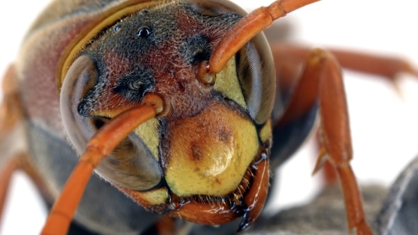 Macro Photography and Focus Stacking Made Easy