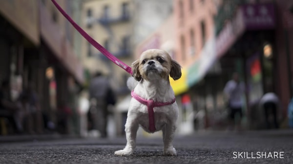 Street Shots: Photographing Scale, Light, and Colors