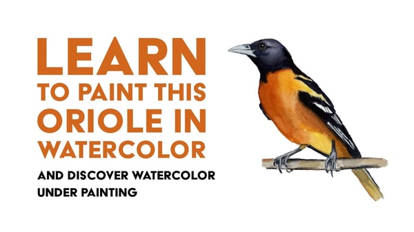 Watercolour Oriole an exercise in underpainting