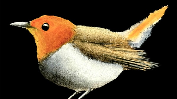 Bird Painting for Beginners: Step-by-Step Realistic Bird Art Made Easy