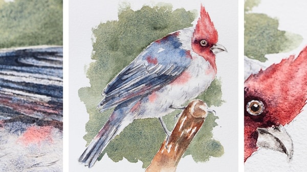 Watercolor Birds: Red Crested Cardinal
