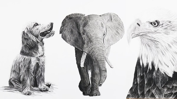 Drawing Made Clear : Animal Drawing