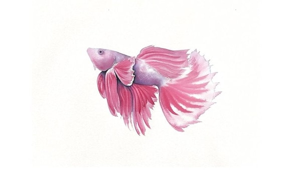 Betta Fish Watercolour - Combining Loose Wet in Wet with Layered Detail