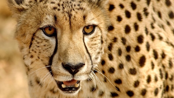 Wildlife and bird photography made easy