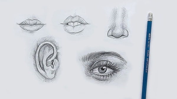Fundamentals of Drawing: Facial Anatomy Essentials