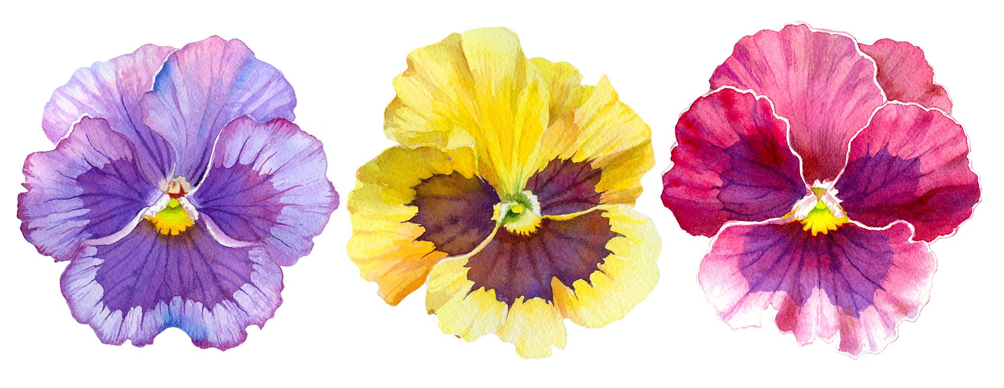 Master Botanical Art Paint Realistic Watercolor Pansies StepbyStep