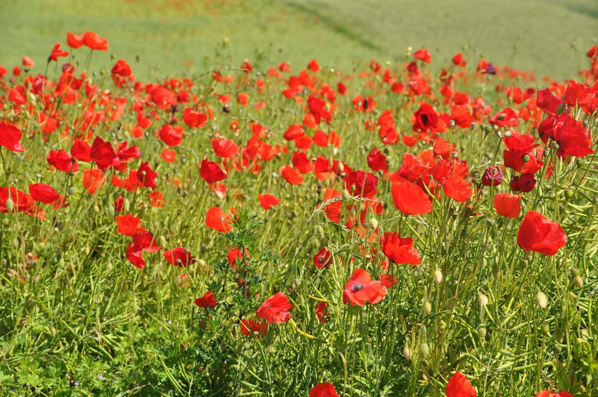 Painting A Field Of Wildflowers In Watercolor | Eva Nichols | Skillshare