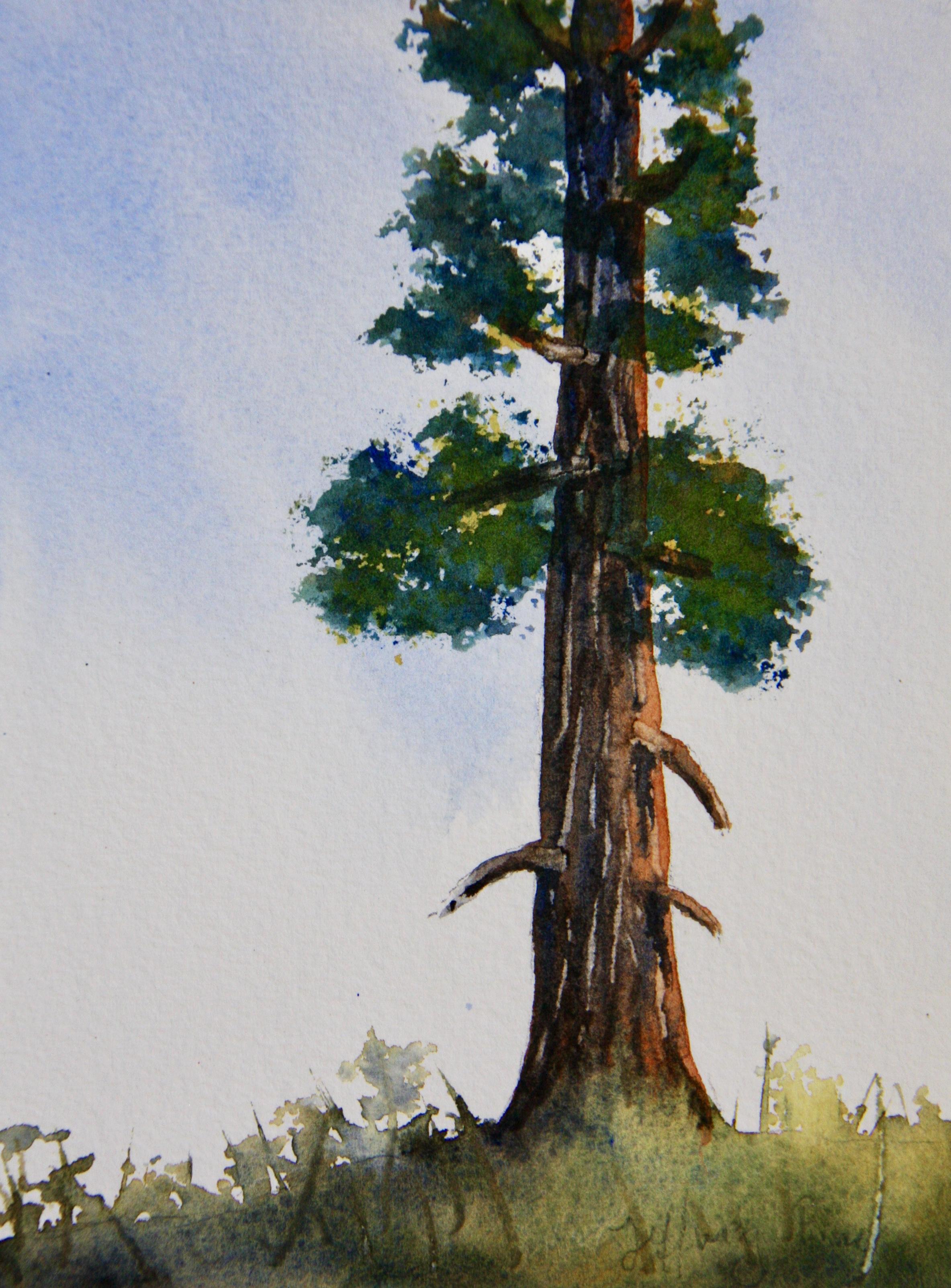 Painting Evergreen Trees In Watercolor Eva Nichols Skillshare