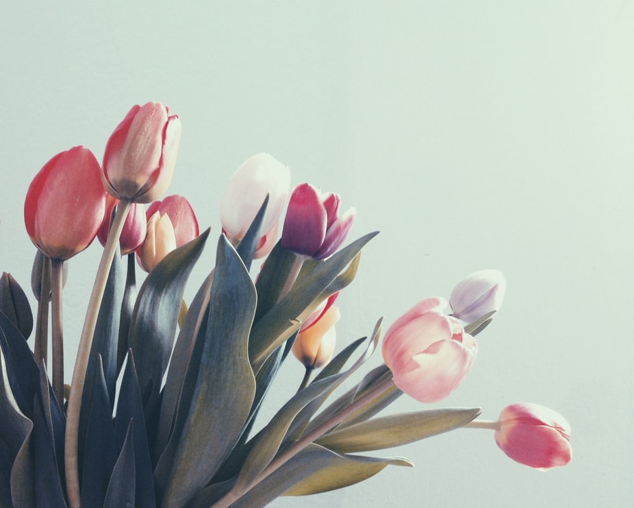 Botanical Watercolor Series: Simple Tulip Flowers Painting ...