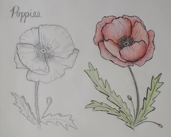 Drawing Fundamentals: How to Draw Poppies [Poppy Study] | Winged Canvas ...