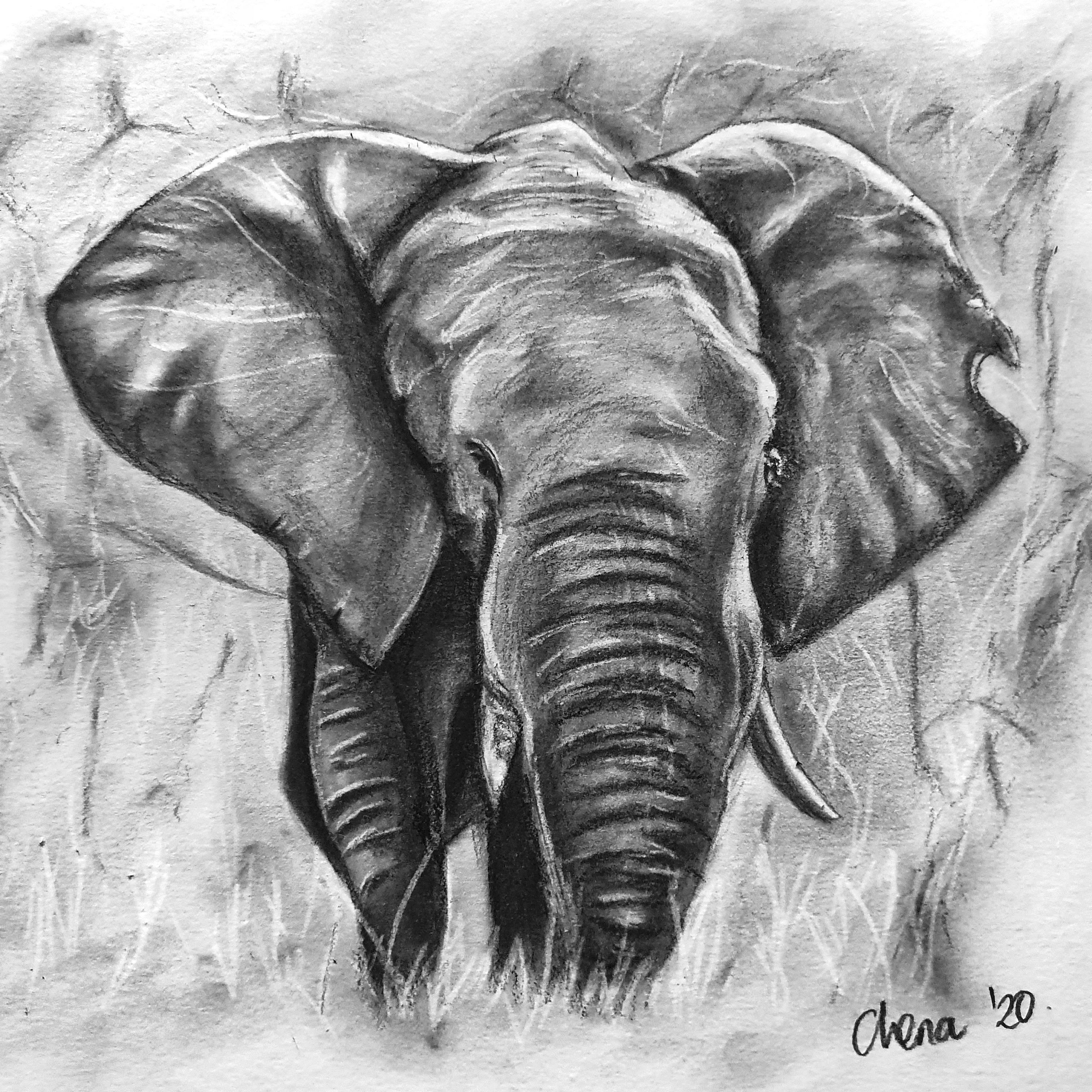 The Charcoal Series: Sketch and Draw an Elephant, Chena