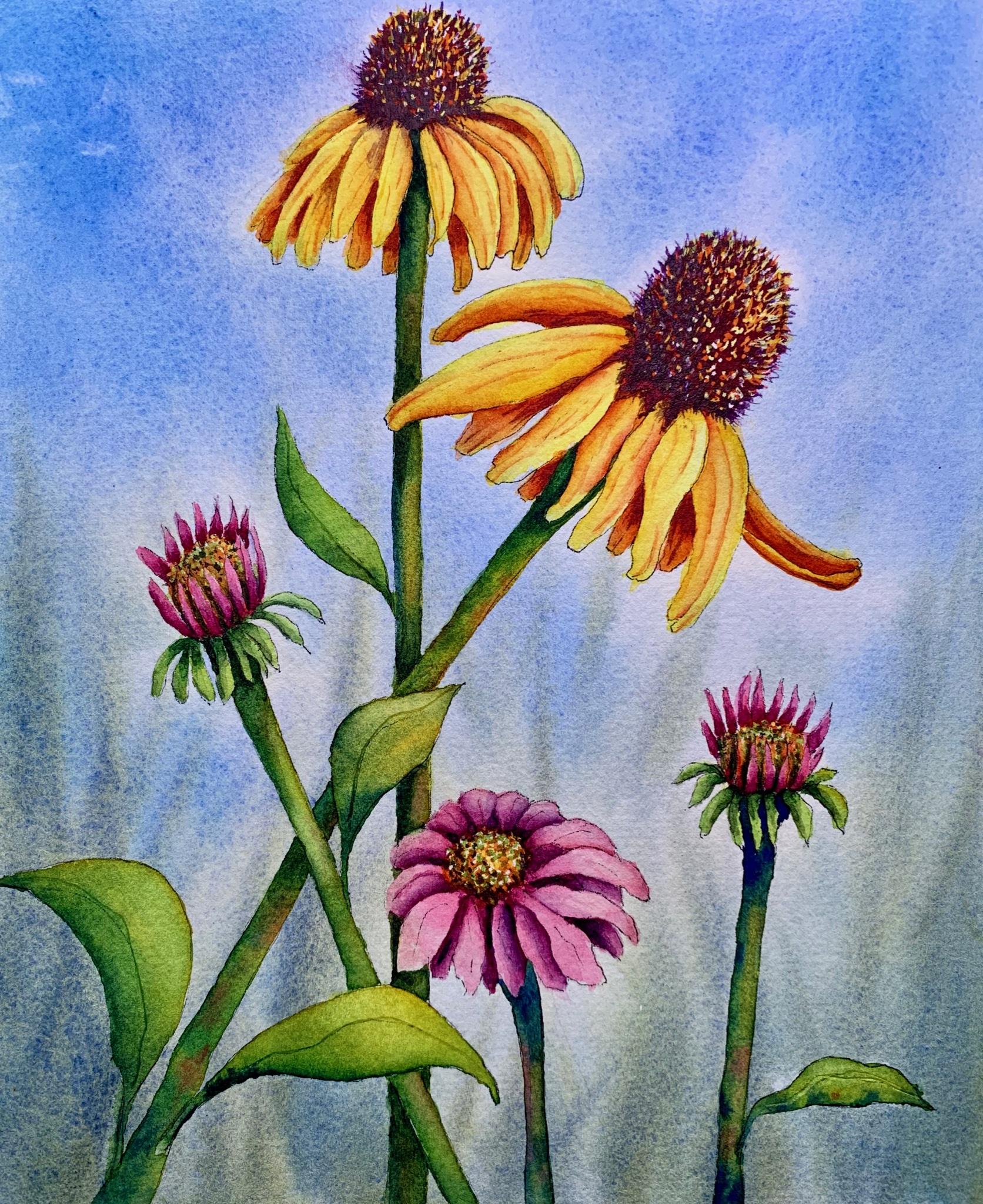 Painting Cone Flowers In Watercolor, Pen & Ink Eva Nichols Skillshare