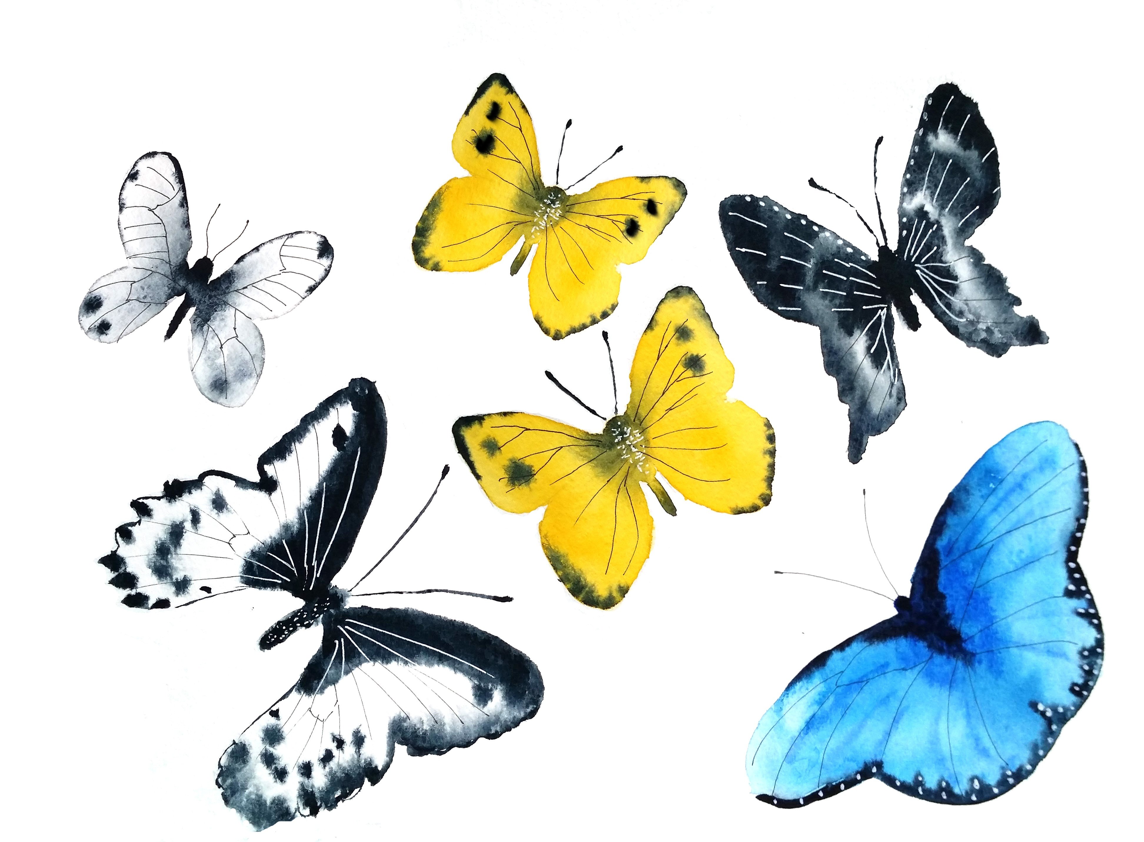 Butterflies with Olga - student project