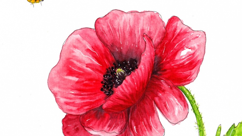 Ink and watercolor poppy