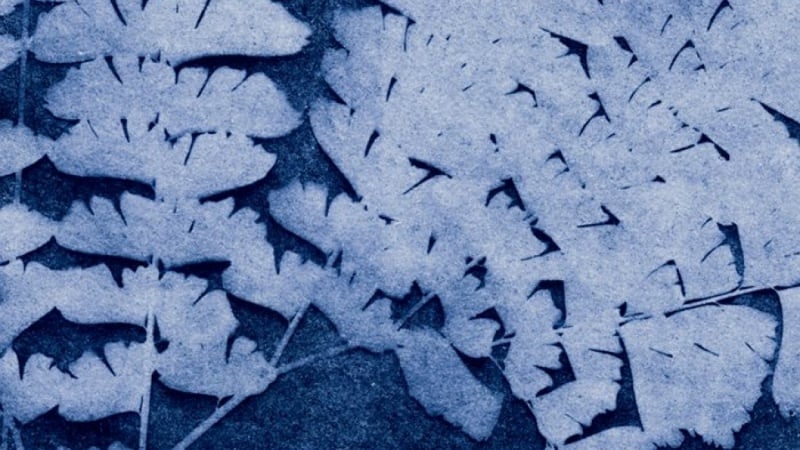 Sunprints