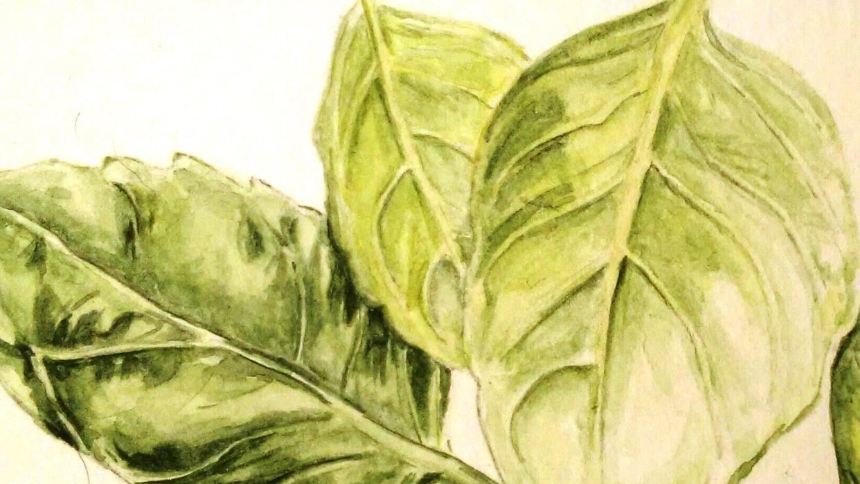 botanical - student project