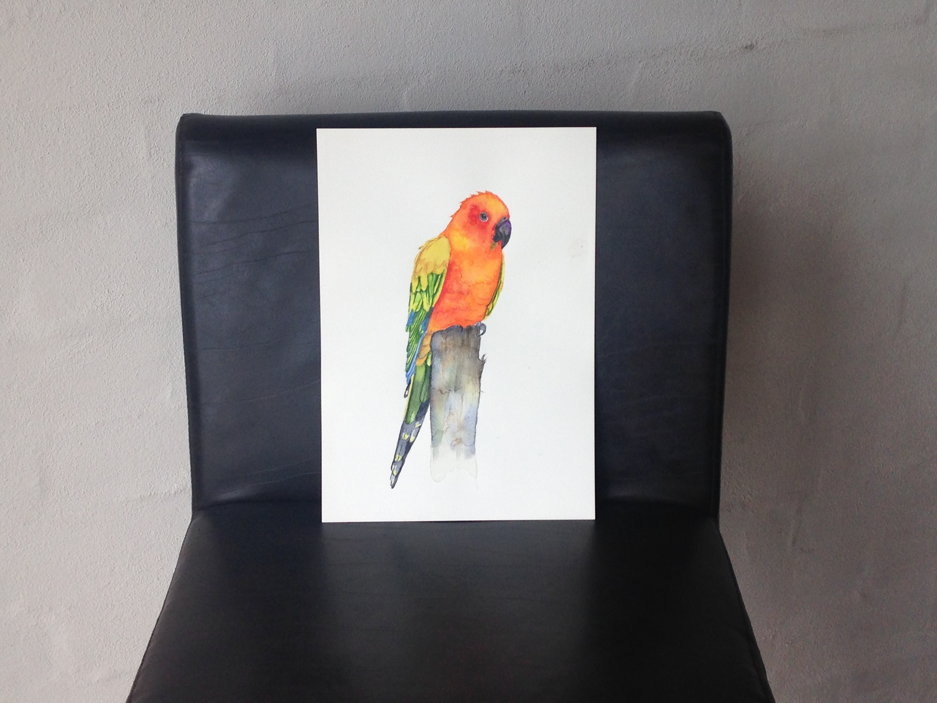 Sun Conure - student project