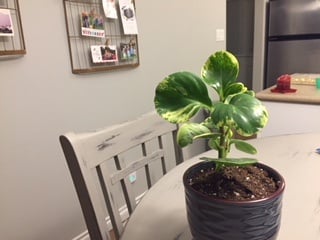 Peperomia - student project