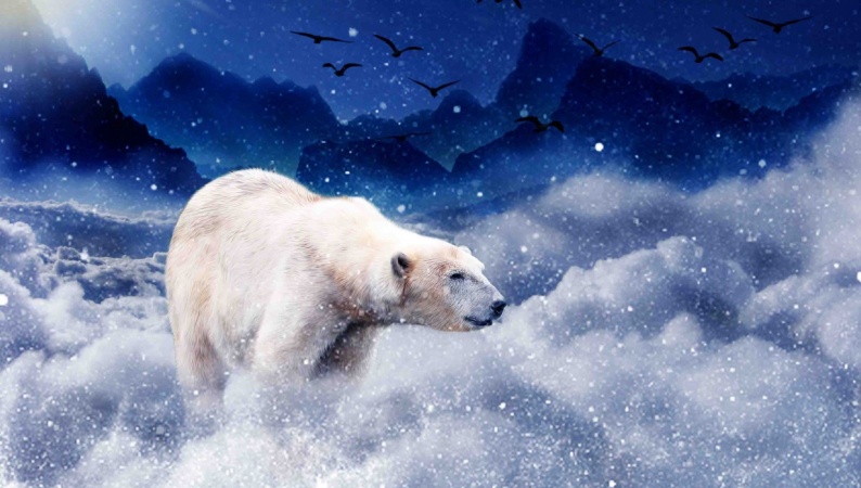 Bear in the sky